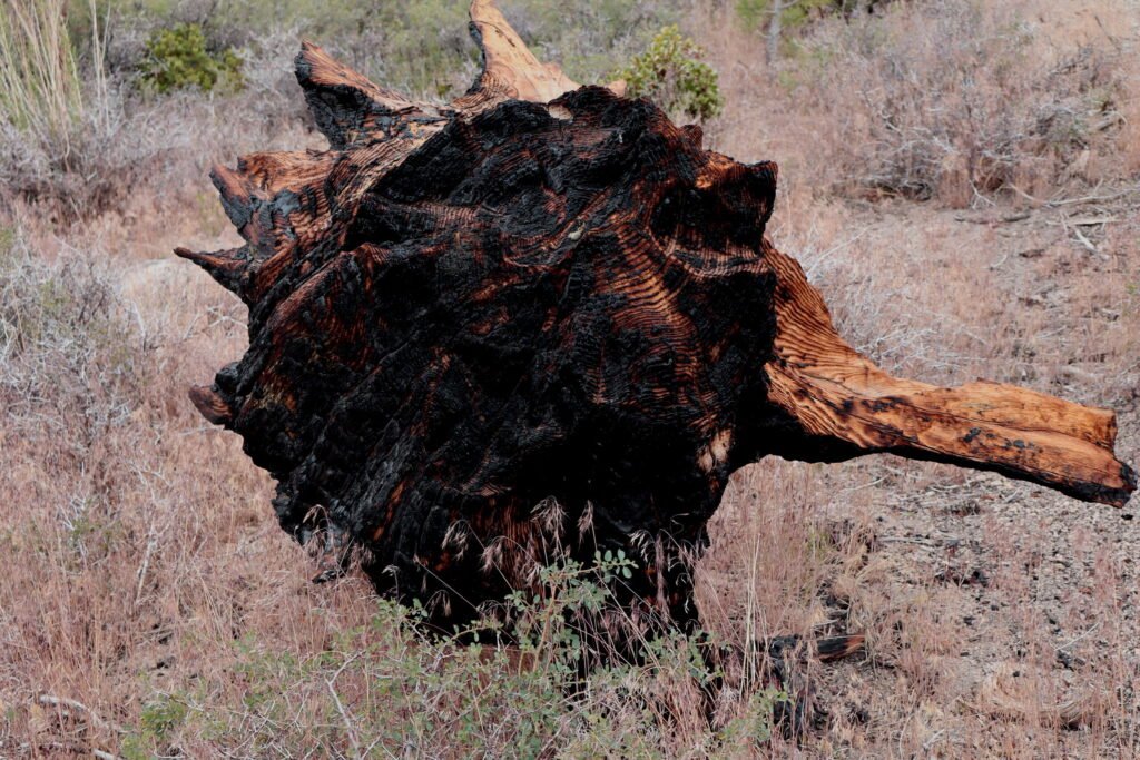 Burnt tree stump in Big Bear, CA