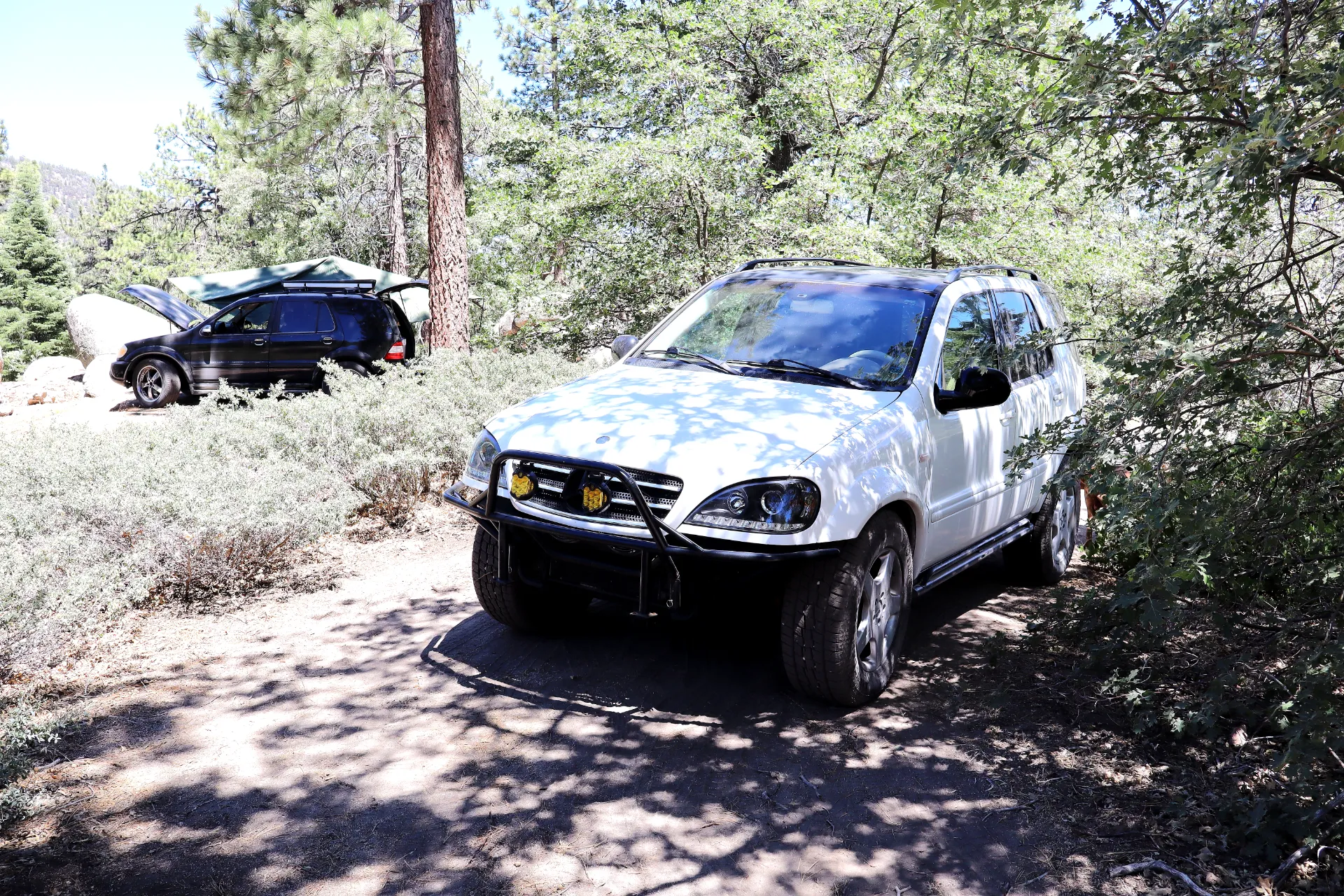 Two Mercedes W163s in the San Bernardino National Forest
