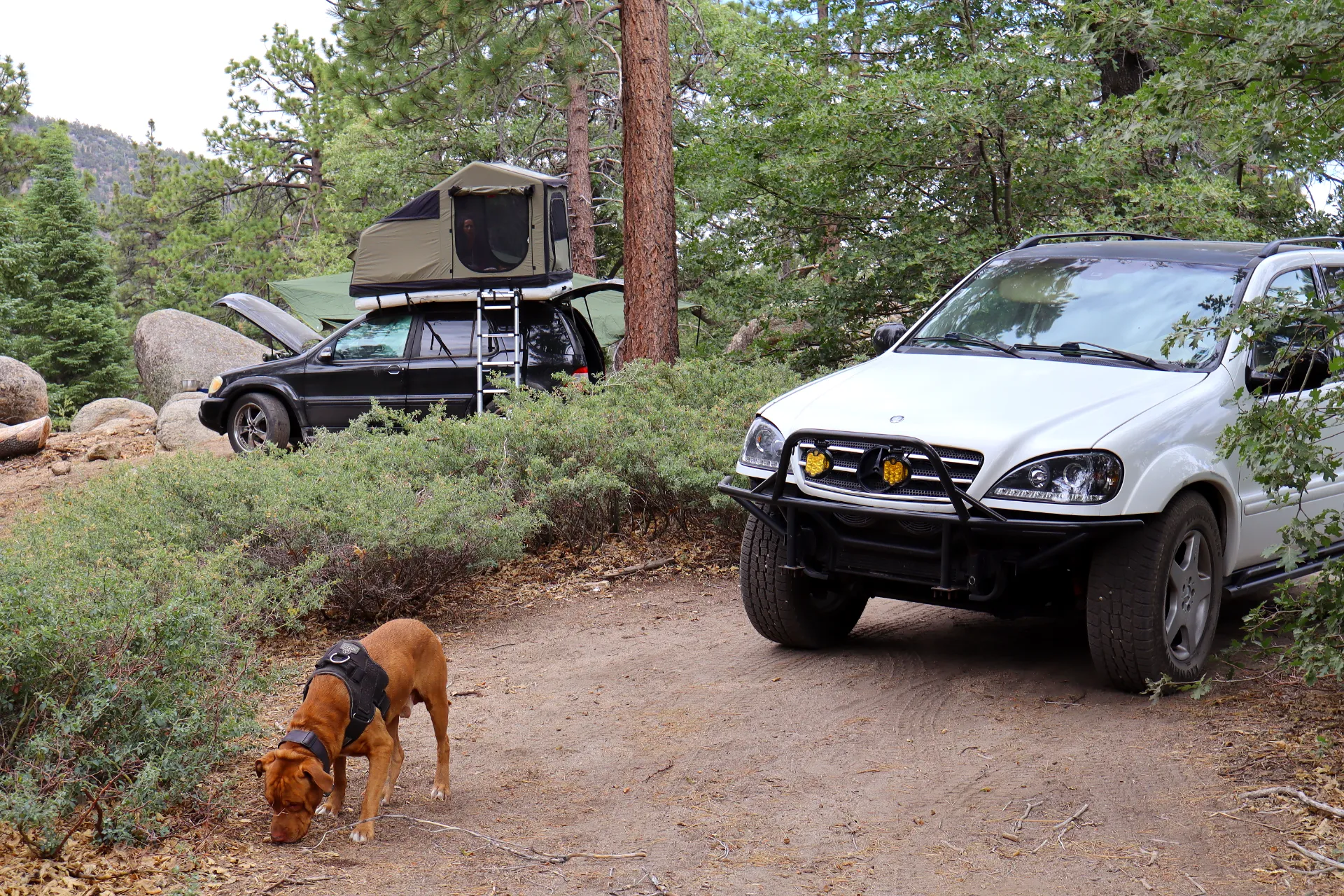 Vizsla hound by campground with 2 Mercedes W163s