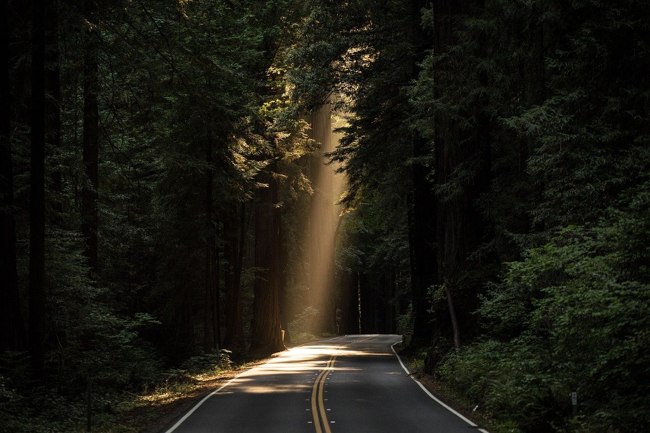 conifers, sunlight, road, avenue, street, trees, woods, woodlands, daylight, evergreen, forest, highway, landscape, light, nature, outdoors, paved road, scenery, scenic, sequoia, travel, road, road, road, road, road, street, highway
