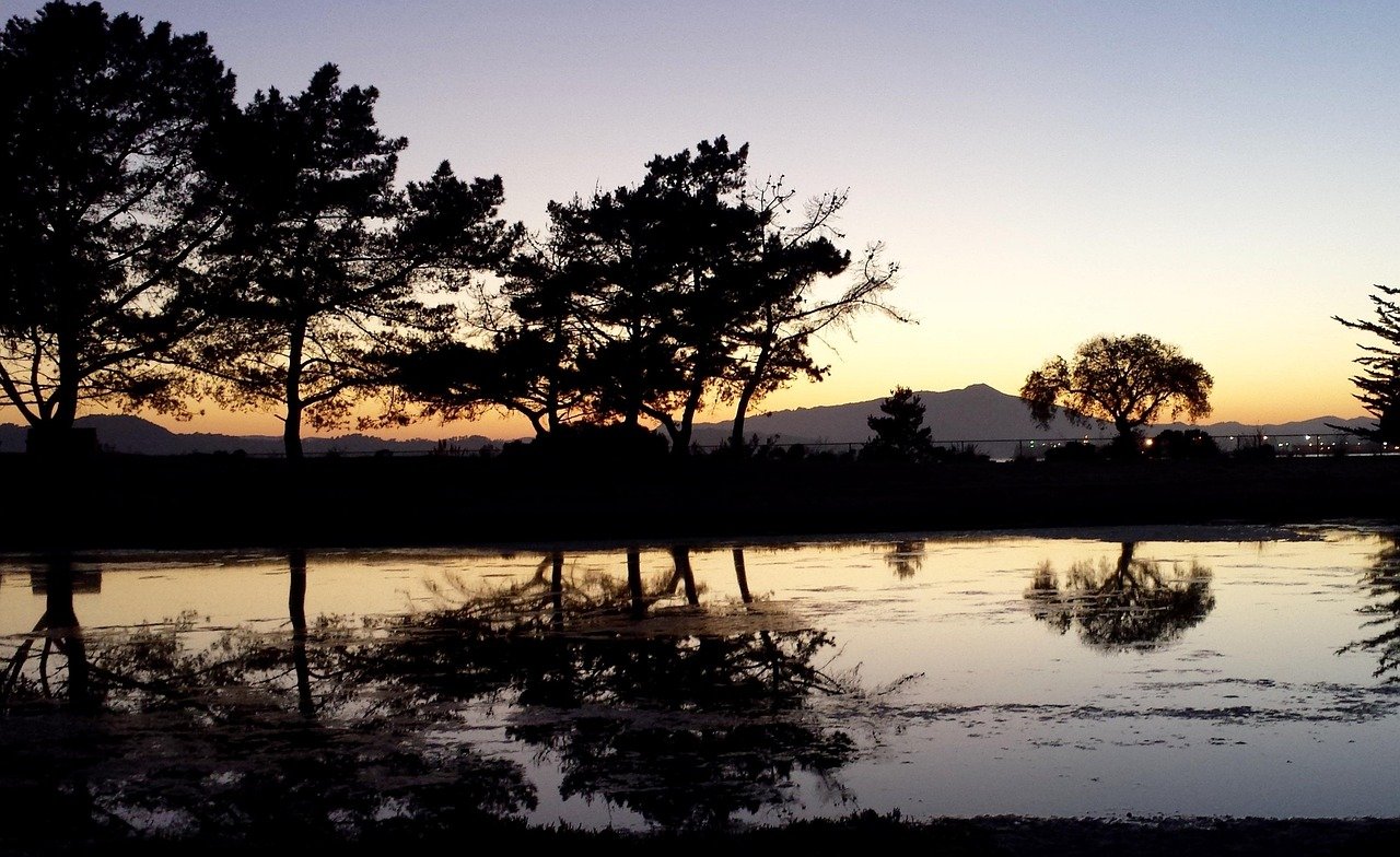 richmond, ca, evening, reflection, tree reflection in pond, silhouette, clear evening sky