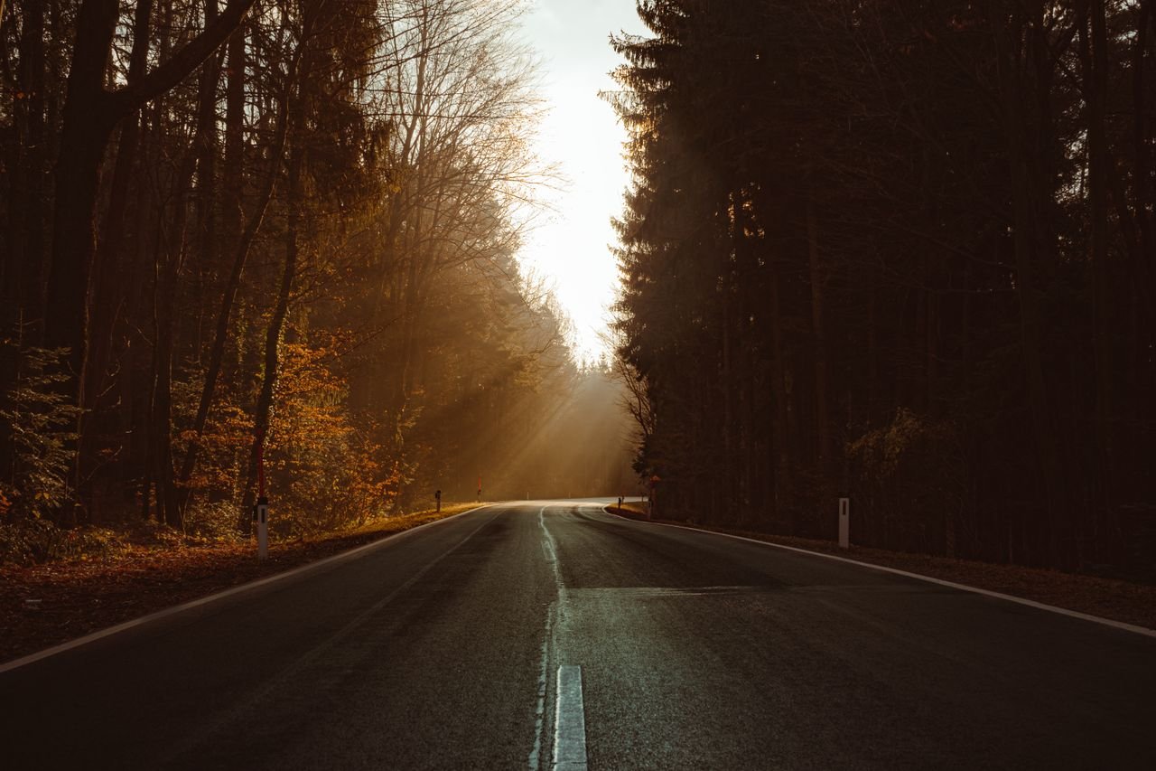 Beautiful winding road amidst dense pine trees and greenery on a sunny day.