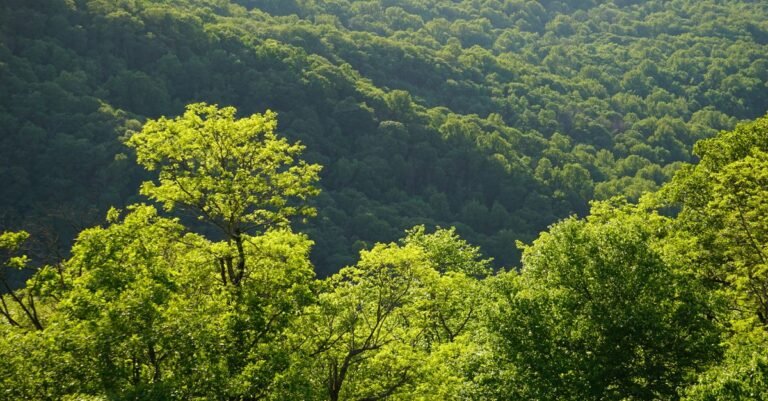 Aerial view of a vibrant green forest in summer with sunlight filtering through the trees.