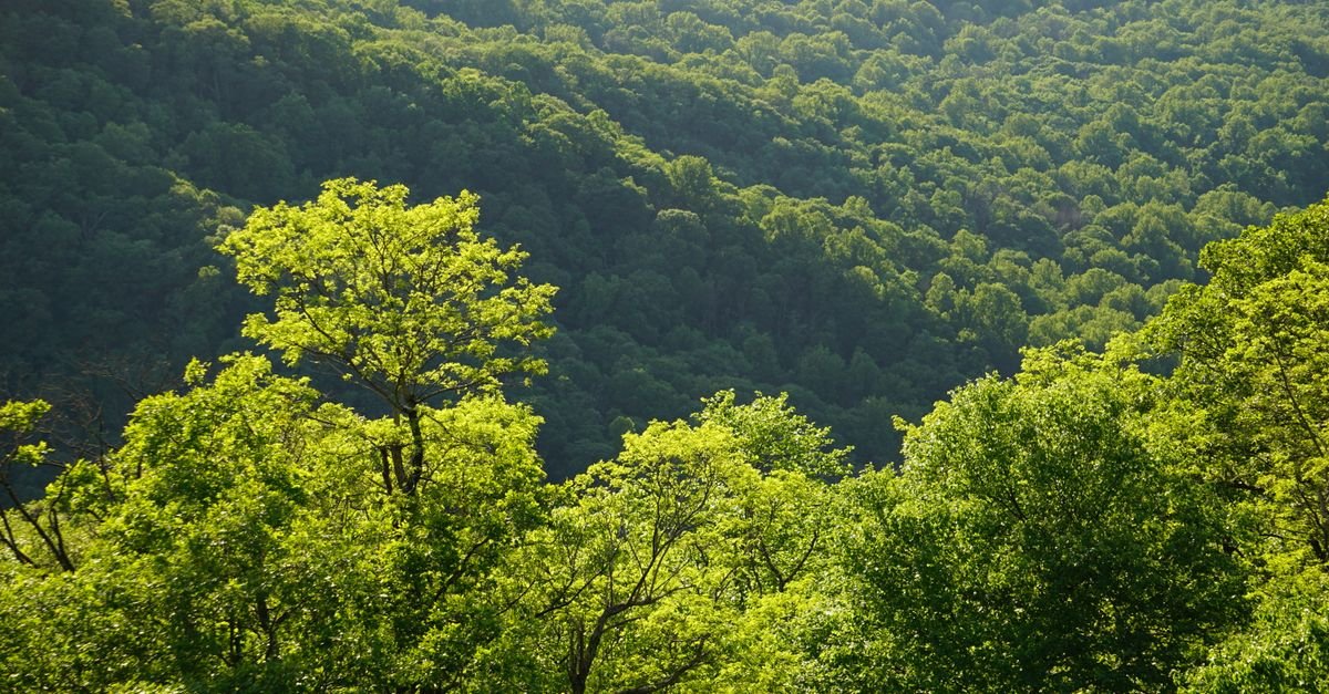 Aerial view of a vibrant green forest in summer with sunlight filtering through the trees.