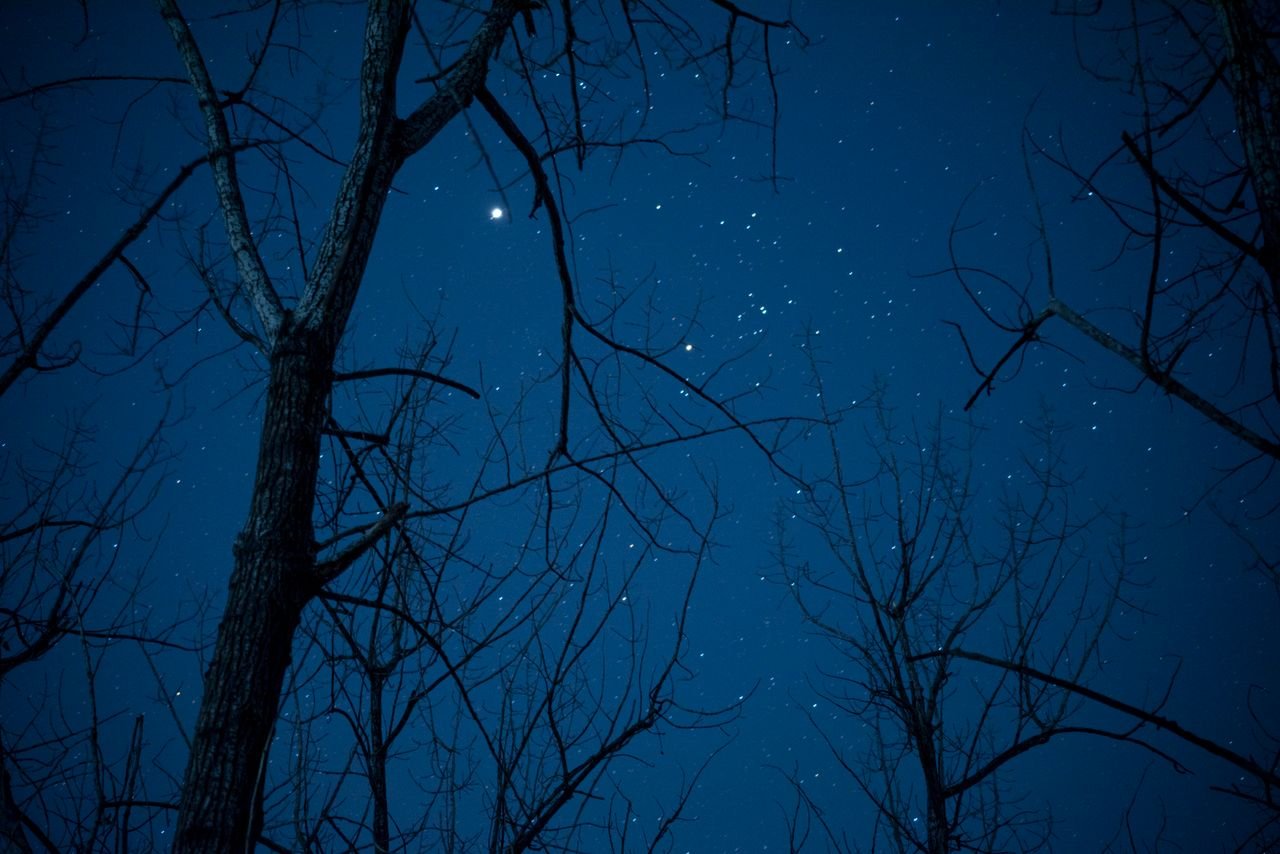Beautiful starry night sky viewed through silhouetted bare trees creating a peaceful evening scene.