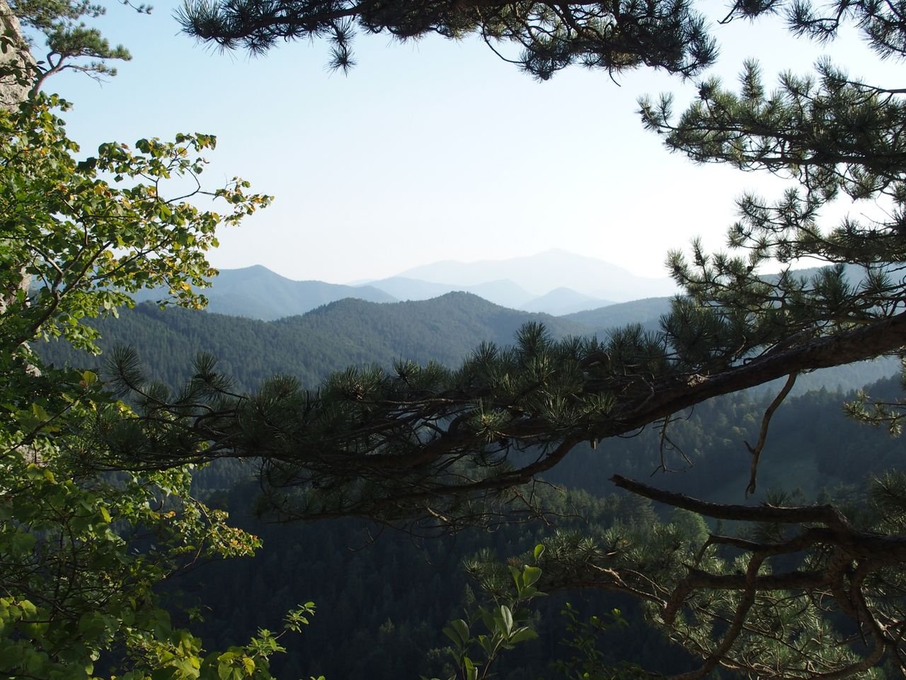 Peaceful mountain landscape framed by lush forest trees in summer.