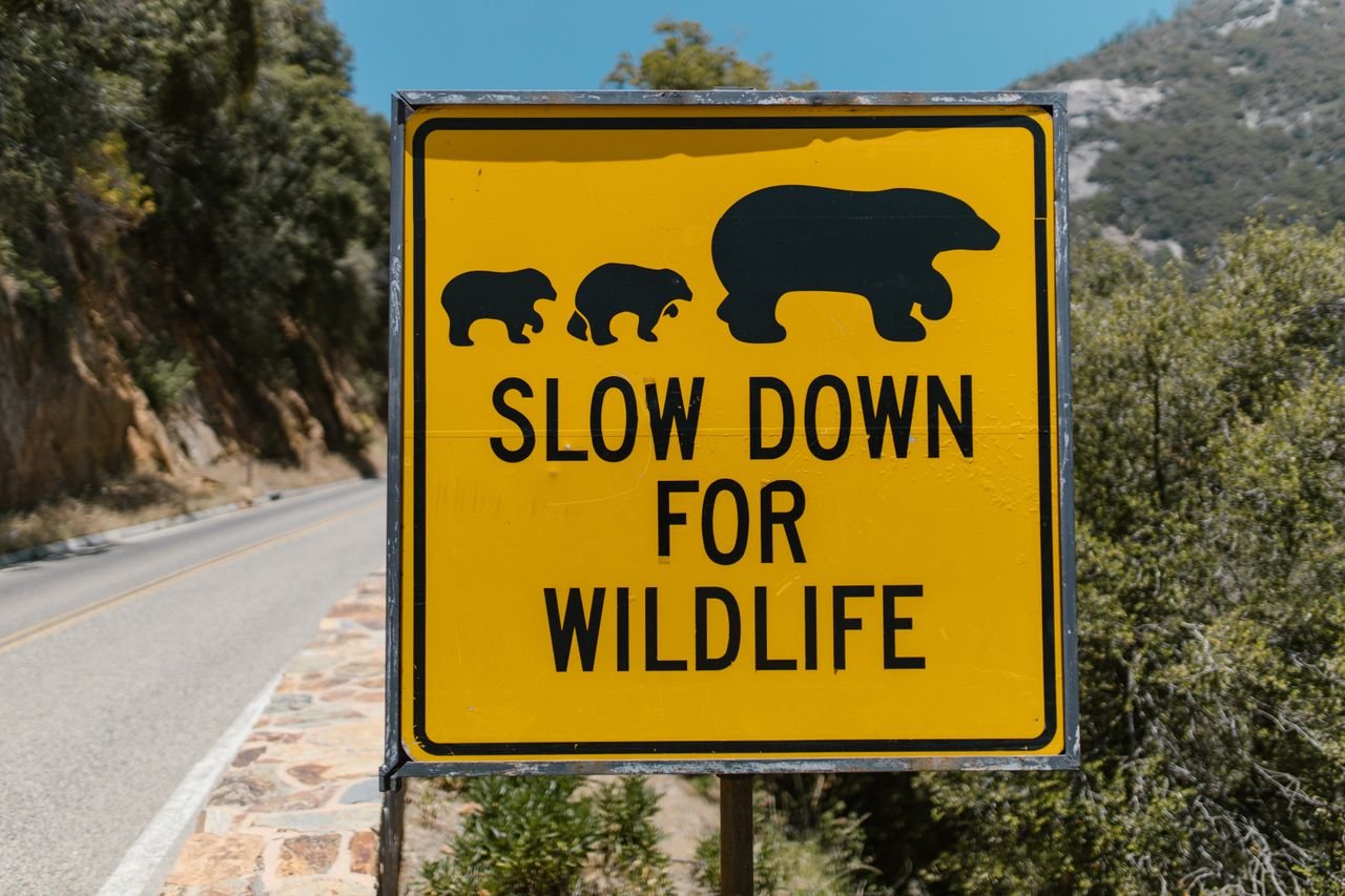A yellow warning sign urging drivers to slow down for wildlife near a scenic road.