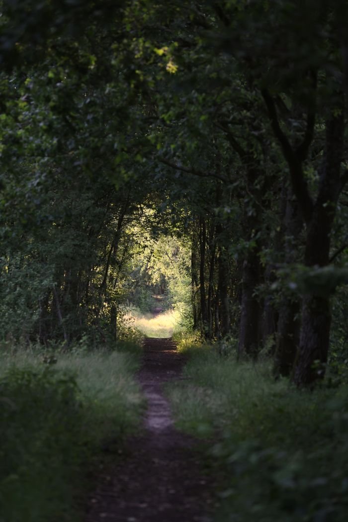 A serene forest pathway illuminated by soft sunlight, creating a peaceful natural scene.